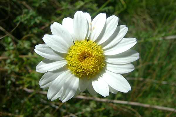 Երիցուկ